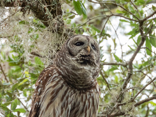 Barred Owl
