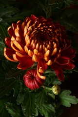 Background with flower  - beautiful red chrysanthemum