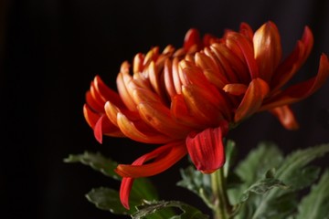 Background with flower  - beautiful red chrysanthemum