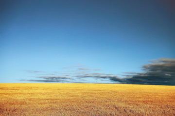 mowing field autumn landscape © kichigin19