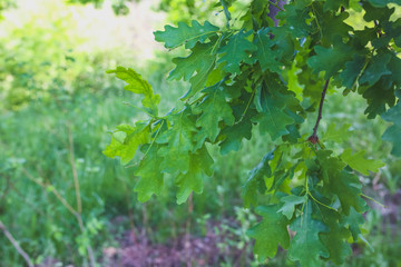 Fototapeta na wymiar Green oak tree leaves background. Natural summer photo.