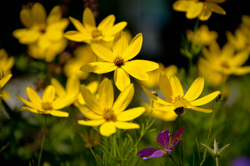 Fototapeta premium yellow spring flowers