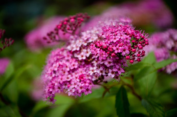Obraz premium purple flower