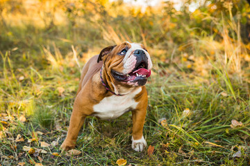 Portrait of English bulldog on a background of autumnal nature.