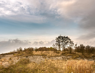 Tree on the hill at sunrise on a cloudy and foggy day.