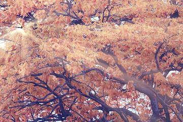 autumn landscape / sunrays in autumn trees. Sunset in the forest with yellow leaves. Indian summer for a walk in the autumn park. Glare and sun rays concept of landscape in nature