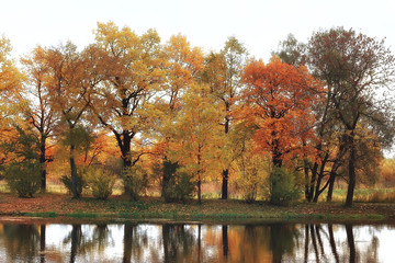 landscape autumn pond / yellow trees in the park near the pond, landscape nature of October autumn