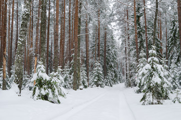 Fototapeta premium Road through snowy forest