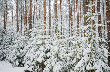 Firs and pines in the forest after snowfall