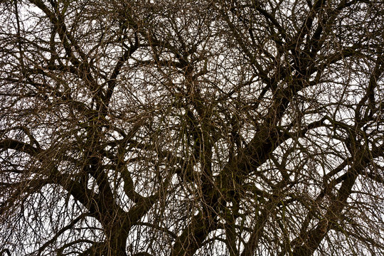 Branches without leaves of old trees in early spring against a cloudy 
sky.