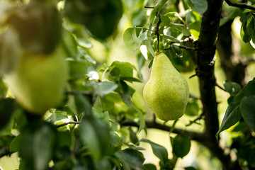 Tasty young healthy organic juicy pears hanging on a branch