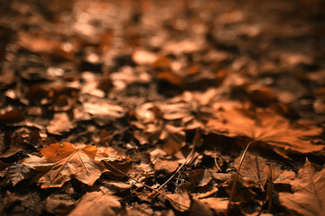 long narrow background autumn leaves / 