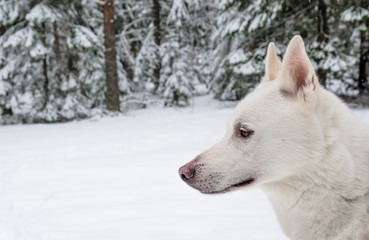 Muzzle white Husky profile, close-up