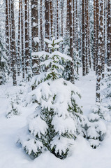 Firs and pines in the forest after snowfall