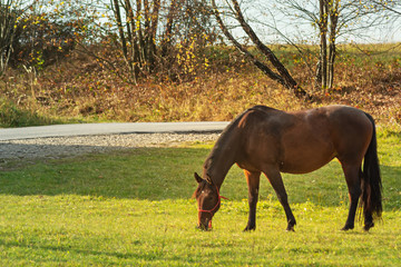 Horses grazing in a meadow. Autumn warm sun rays fall on the grass. After finishing riding, the horses are saddled and rested.