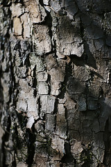 texture bark old tree background