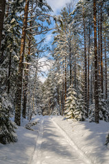 The road through the beautiful coniferous snowy forest