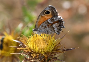 cardo amarillo con mariposa
