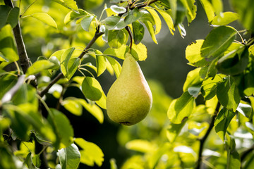Tasty young healthy organic juicy pears hanging on a branch