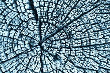 texture old tree blue / abstract wood texture background