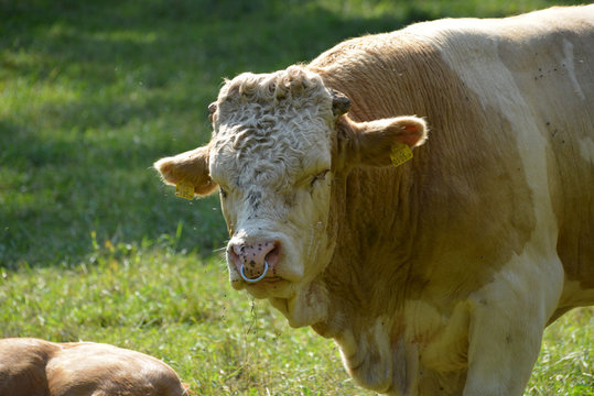 STIER AUF DER WEIDE