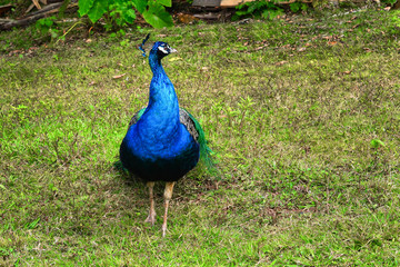 Obraz premium Pavo real de frente.