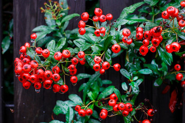 Red berries (cotoneaster horizontalis) in the garden.