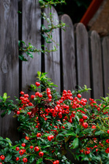 Fototapeta na wymiar Red berries (cotoneaster horizontalis) in the garden.