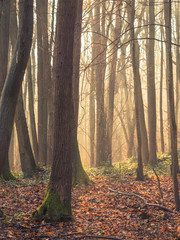 Morning light in the autumnal forest