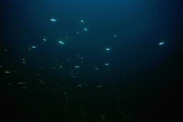 Obraz na płótnie Canvas night underwater landscape / diving at night in fresh water, green algae, clear fresh water at night in the lake