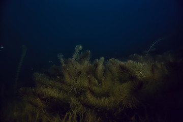 night underwater landscape / diving at night in fresh water, green algae, clear fresh water at night in the lake