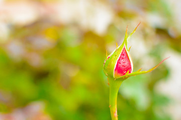 Unopened red rosebud after rain