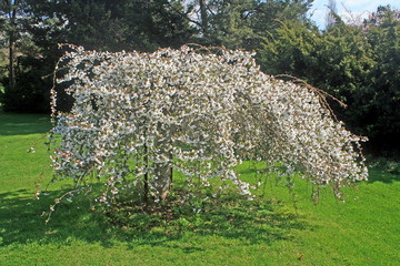 Weeping Cherry Tree