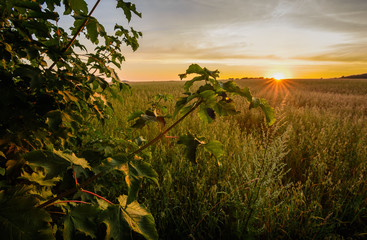 Romantische Landschaft mit Himmel und Abendrot im Erzgebirge