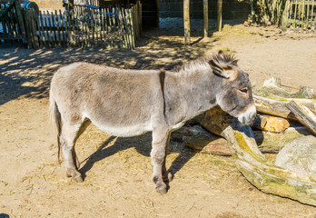 Cute small brown grey asian donkey closeup animal portrait