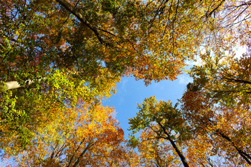 Beautiful colorful autumn trees seen from below.