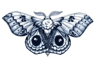 Beautiful Butterfly tattoo. Antherina suraka. Madagascar bullseye. Dotwork tattoo. Traditional black dot style ink. - obrazy, fototapety, plakaty