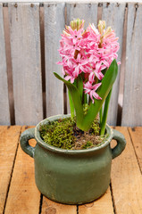 Beautiful hyacinth flowers