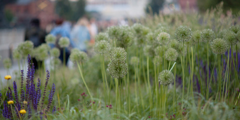 urban summer park with a beautiful flowering lawn and silhouettes of walking people