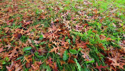 Obraz premium Jesienne drzewa w parku w słoneczny dzień.