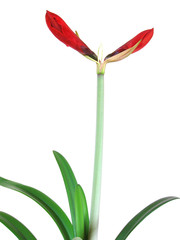 red flower on white background