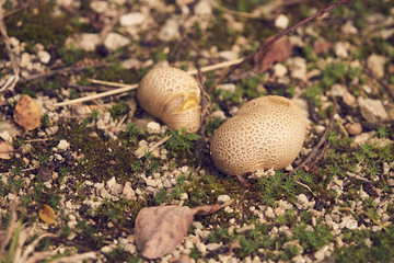 Champignons variété vesse de loup .
