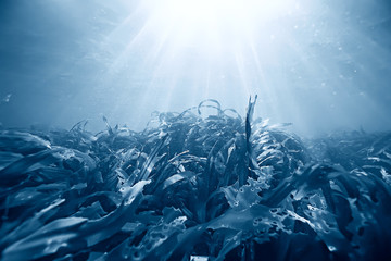 laminaria sea kale underwater photo ocean reef salt water - obrazy, fototapety, plakaty
