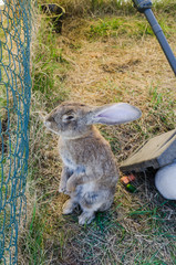 The amusing grey rabbit in a shelter