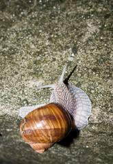 snail on stone