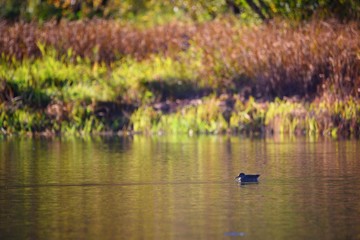 still life with a duck