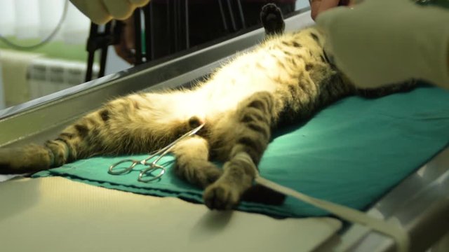 surgical removal of the testicle from the male cat