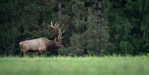 Bull Elk