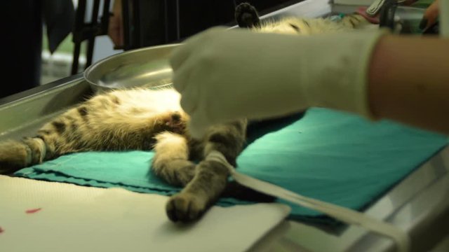 surgical removal of the testicle from the male cat