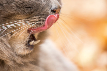 Gatto grigio dal pelo lungo © Mik76